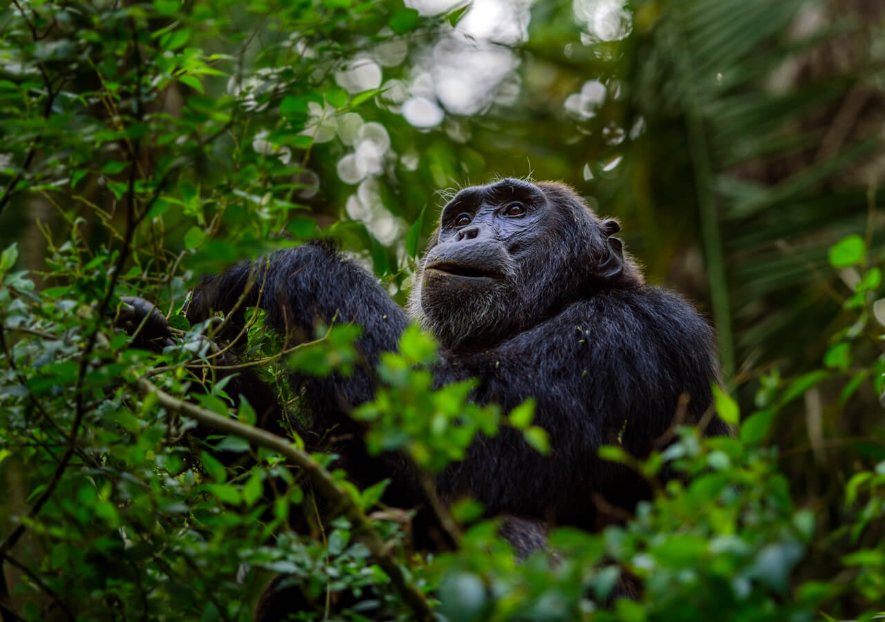 Chimpanzee Trekking
