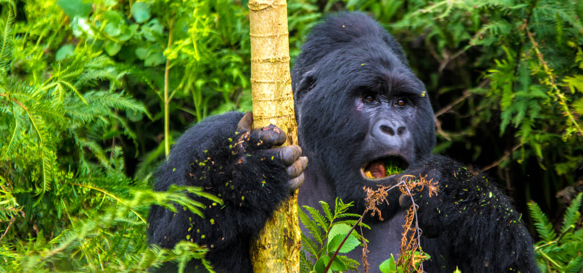 Volcanoes National Park