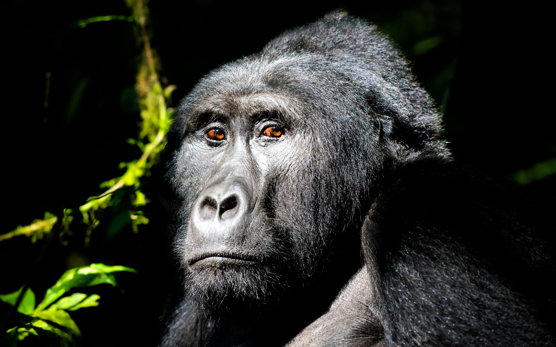 3 Days Rwanda Gorilla Trekking