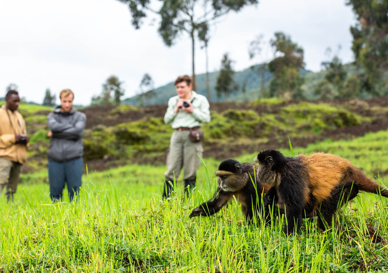 Golden Monkey Tracking