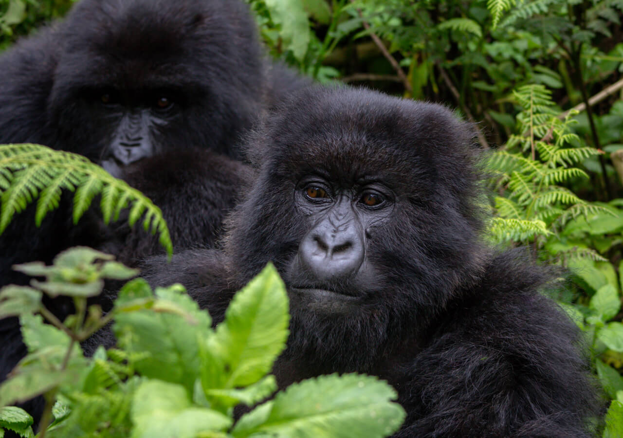Gorilla Trekking